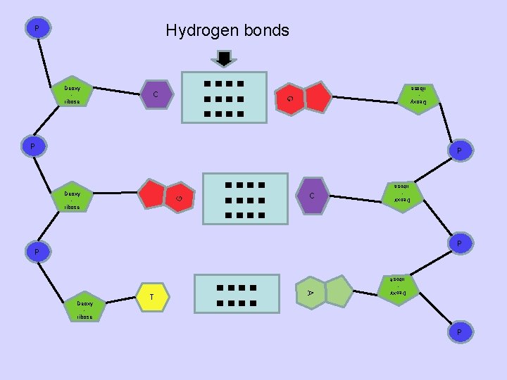 Hydrogen bonds ■■■■ C G Deoxy ribose P P P G ■■■■ C Deoxy