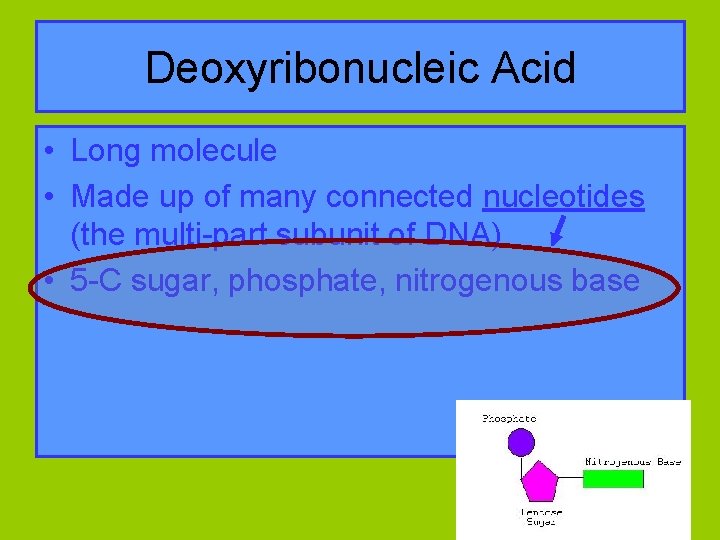 Deoxyribonucleic Acid • Long molecule • Made up of many connected nucleotides (the multi-part