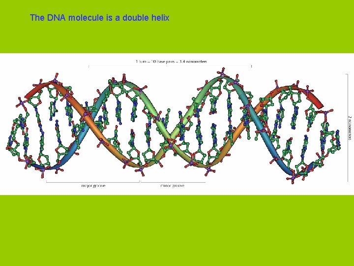 The DNA molecule is a double helix 