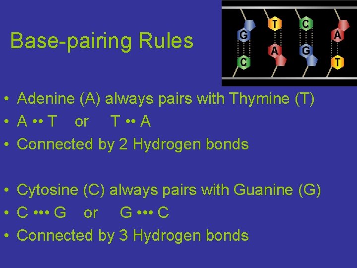 Base-pairing Rules • Adenine (A) always pairs with Thymine (T) • A • •