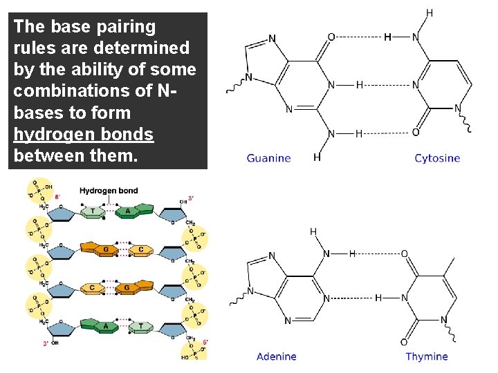 The base pairing rules are determined by the ability of some combinations of Nbases