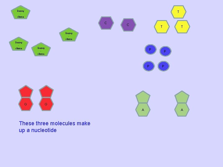 Deoxy ribose T C C T T Deoxy ribose P P G A These