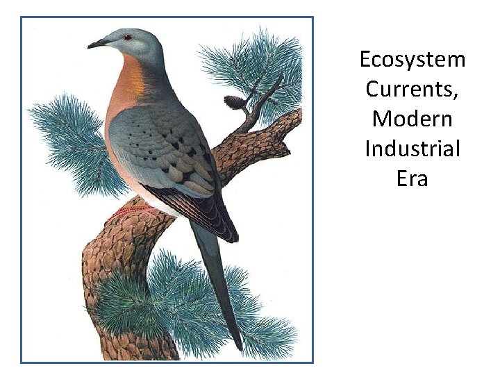 Ecosystem Currents, Modern Industrial Era 