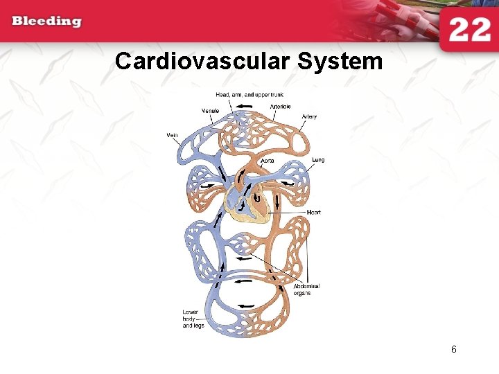 Cardiovascular System 6 