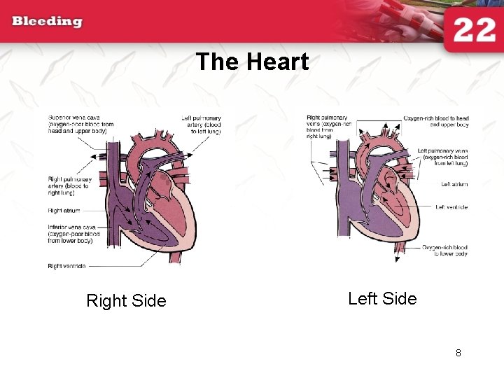 The Heart Right Side Left Side 8 