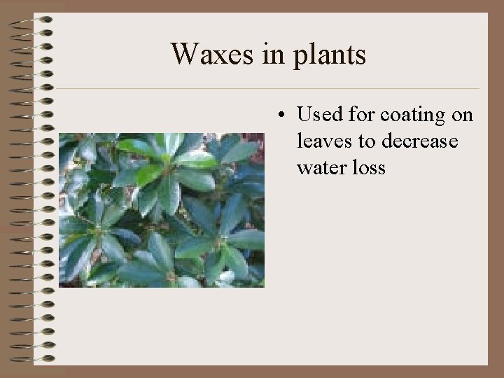 Waxes in plants • Used for coating on leaves to decrease water loss 