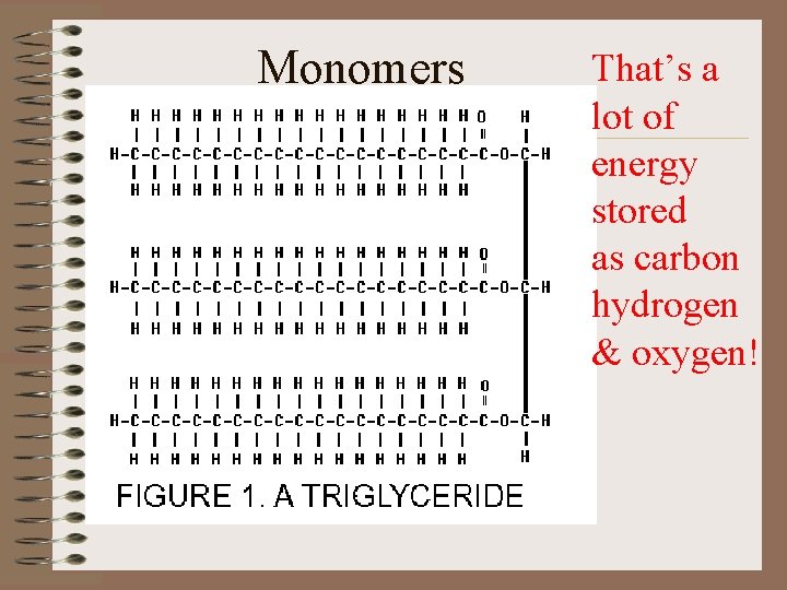 Monomers • That’s a lot of energy stored as carbon hydrogen & oxygen! 