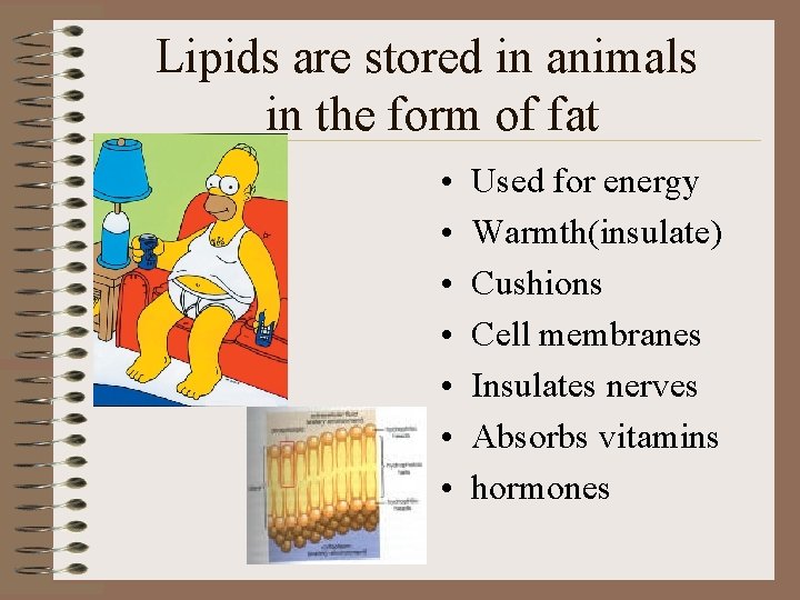 Lipids are stored in animals in the form of fat • • Used for
