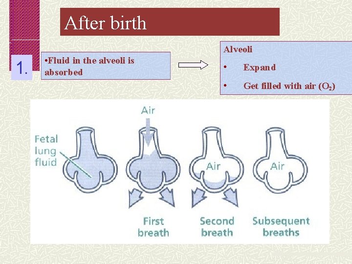 After birth Alveoli 1. • Fluid in the alveoli is absorbed • Expand •