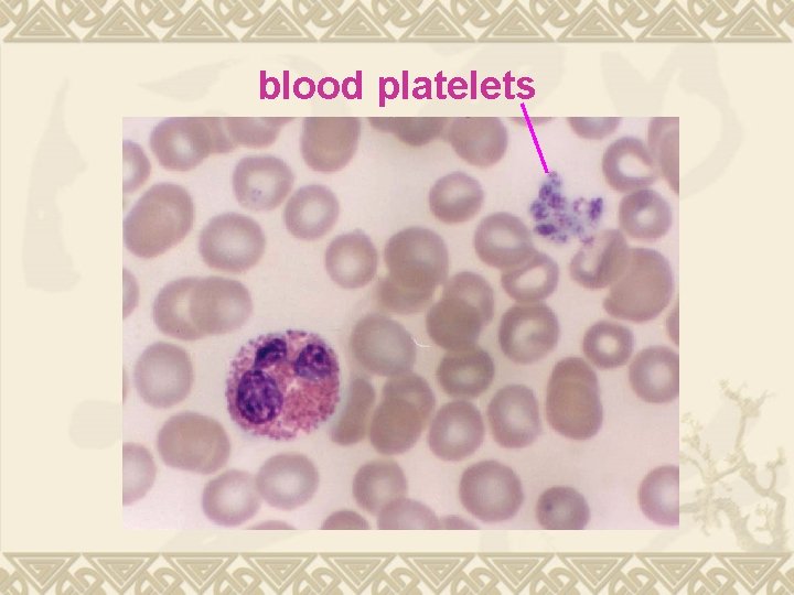 blood platelets 