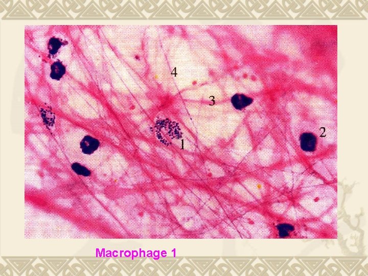 Macrophage 1 