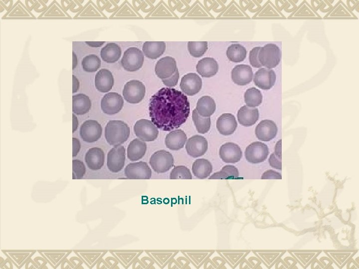 Basophil 