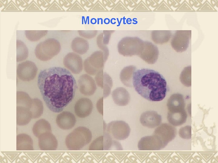 Monocytes 
