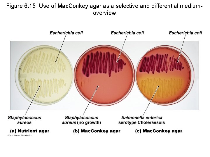 Figure 6. 15 Use of Mac. Conkey agar as a selective and differential mediumoverview