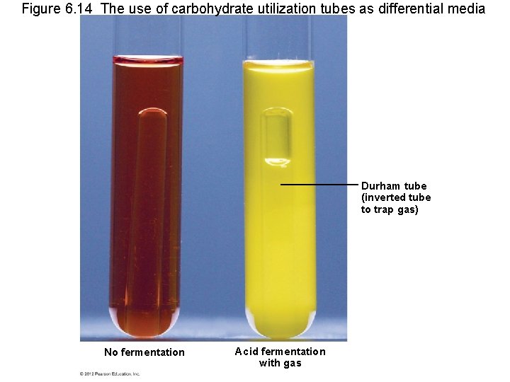 Figure 6. 14 The use of carbohydrate utilization tubes as differential media Durham tube