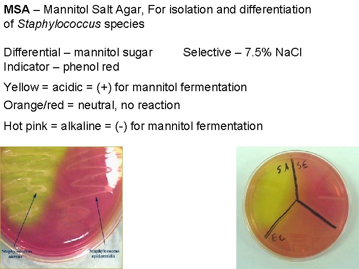 MSA – Mannitol Salt Agar, For isolation and differentiation of Staphylococcus species Differential –