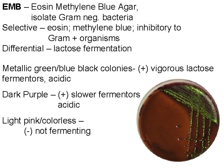 EMB – Eosin Methylene Blue Agar, isolate Gram neg. bacteria Selective – eosin; methylene