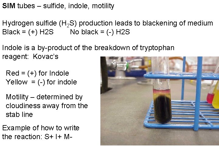 SIM tubes – sulfide, indole, motility Hydrogen sulfide (H 2 S) production leads to