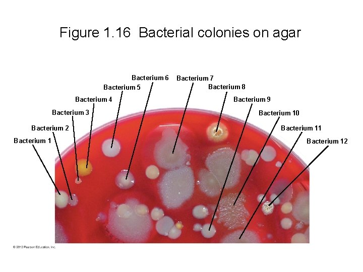 Figure 1. 16 Bacterial colonies on agar Bacterium 6 Bacterium 5 Bacterium 4 Bacterium