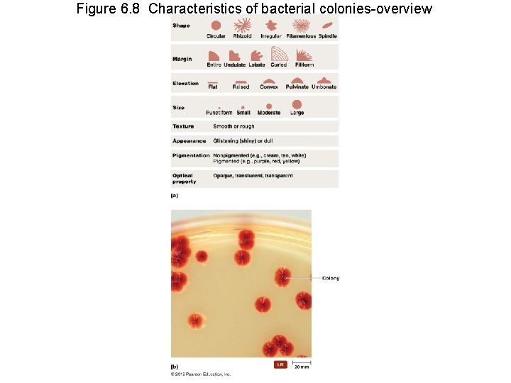 Figure 6. 8 Characteristics of bacterial colonies-overview 