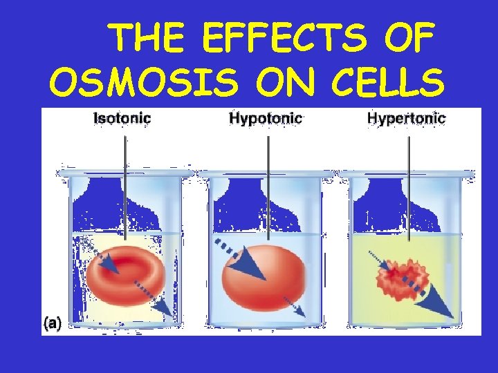 THE EFFECTS OF OSMOSIS ON CELLS 