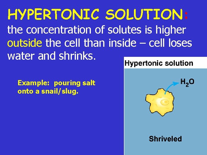 HYPERTONIC SOLUTION: the concentration of solutes is higher outside the cell than inside –