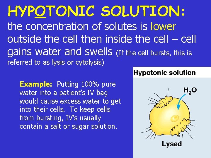 HYPOTONIC SOLUTION: the concentration of solutes is lower outside the cell then inside the