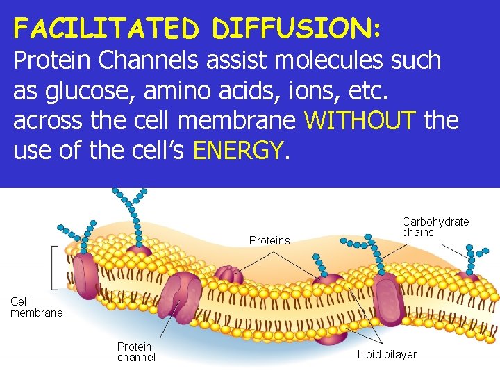 FACILITATED DIFFUSION: Protein Channels assist molecules such as glucose, amino acids, ions, etc. across