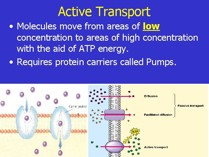 Active Transport • Molecules move from areas of low concentration to areas of high