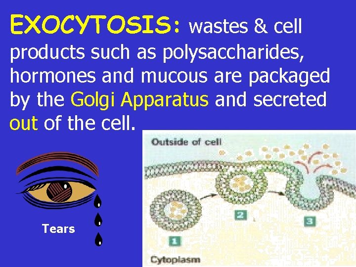 EXOCYTOSIS: wastes & cell products such as polysaccharides, hormones and mucous are packaged by
