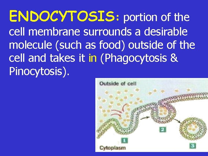 ENDOCYTOSIS: portion of the cell membrane surrounds a desirable molecule (such as food) outside