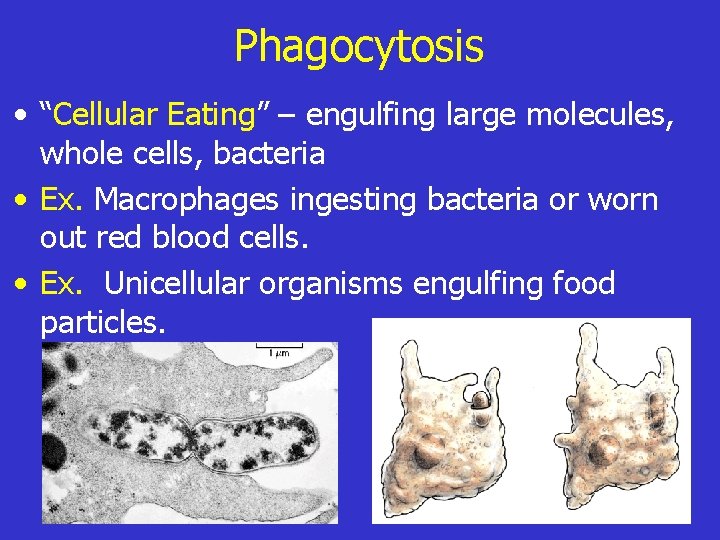 Phagocytosis • “Cellular Eating” – engulfing large molecules, whole cells, bacteria • Ex. Macrophages