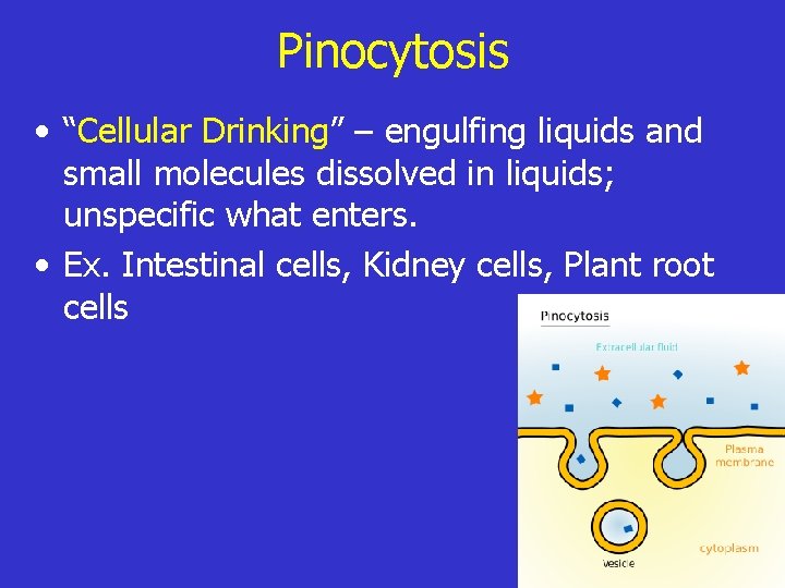 Pinocytosis • “Cellular Drinking” – engulfing liquids and small molecules dissolved in liquids; unspecific