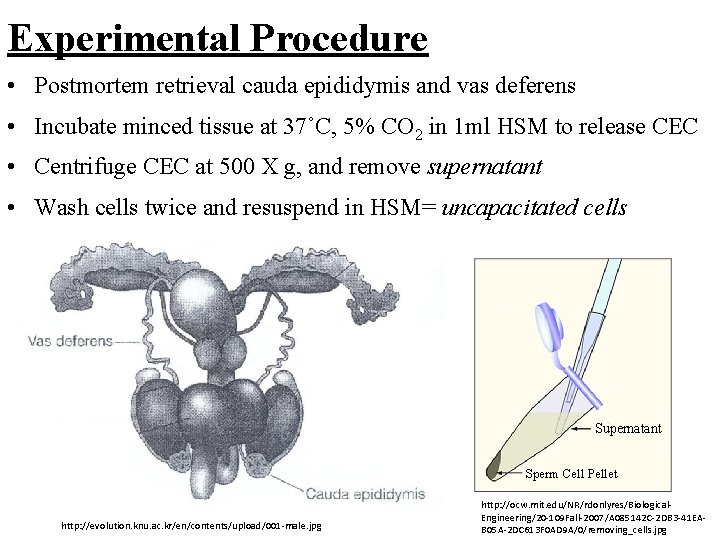 Experimental Procedure • Postmortem retrieval cauda epididymis and vas deferens • Incubate minced tissue