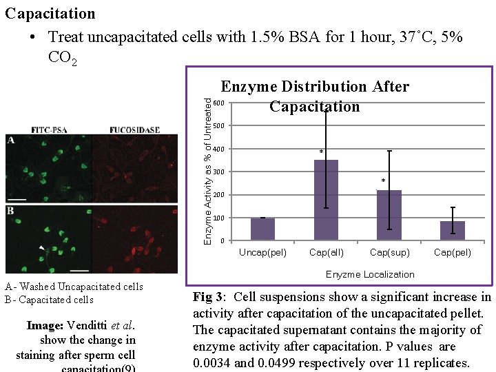 Enzyme Activity as % of Untreated Capacitation • Treat uncapacitated cells with 1. 5%