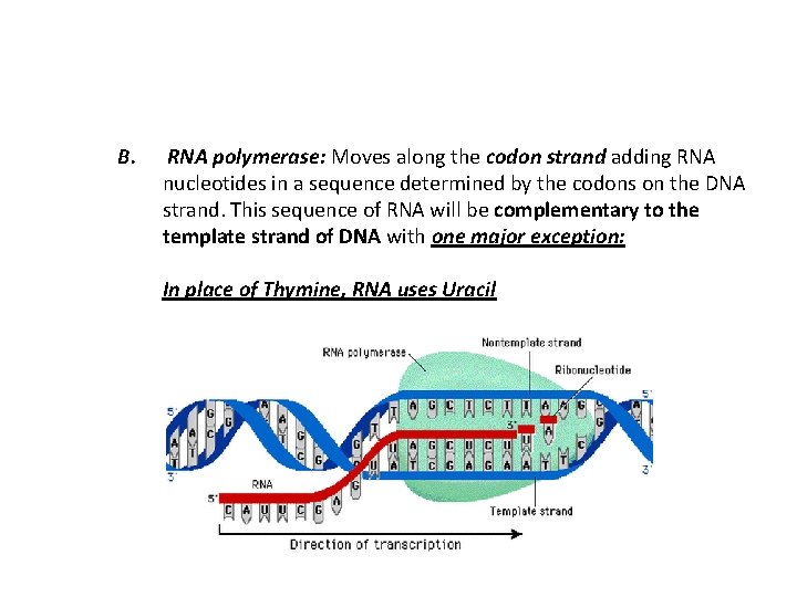 B. RNA polymerase: Moves along the codon strand adding RNA nucleotides in a sequence