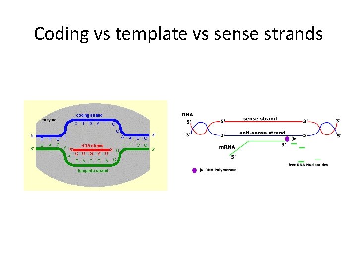 Coding vs template vs sense strands 