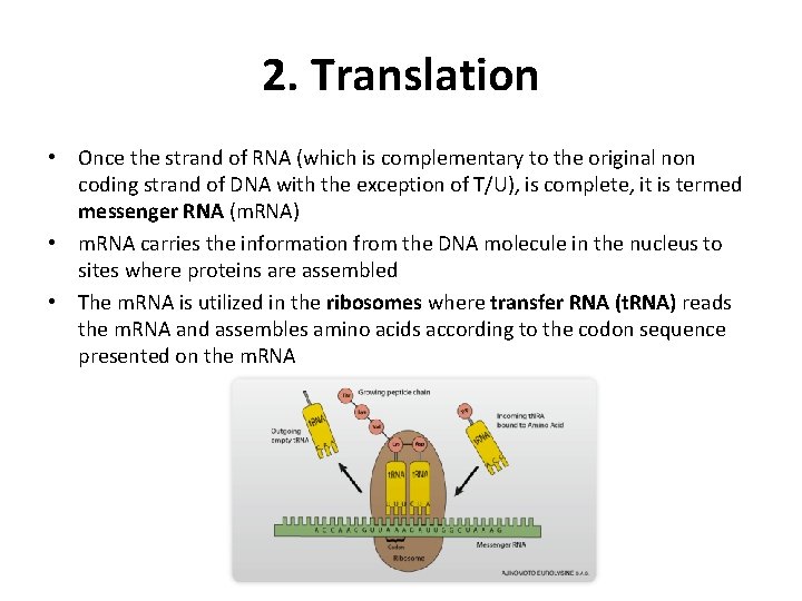 2. Translation • Once the strand of RNA (which is complementary to the original
