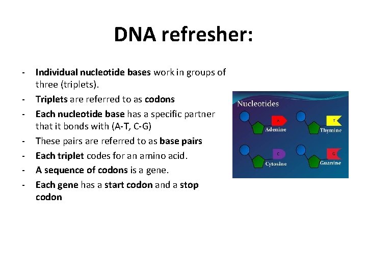 DNA refresher: - Individual nucleotide bases work in groups of three (triplets). Triplets are