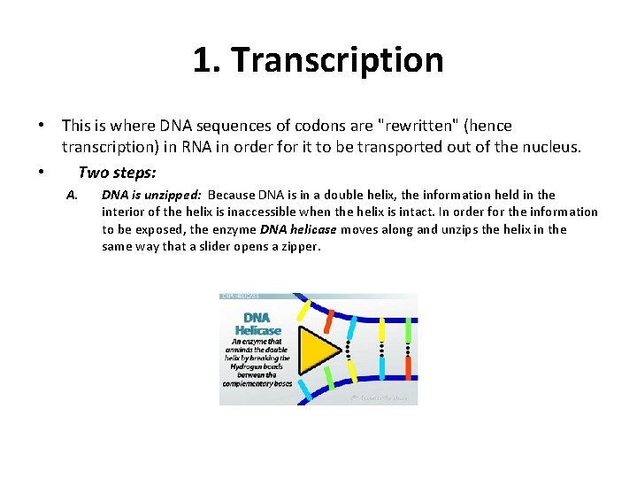 1. Transcription • This is where DNA sequences of codons are "rewritten" (hence transcription)