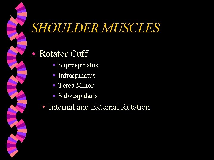 SHOULDER MUSCLES w Rotator Cuff • • Supraspinatus Infraspinatus Teres Minor Subscapularis • Internal