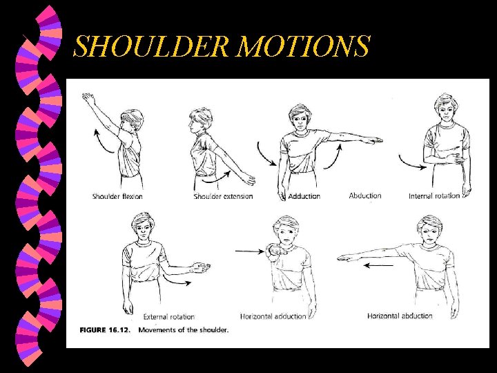 SHOULDER MOTIONS 