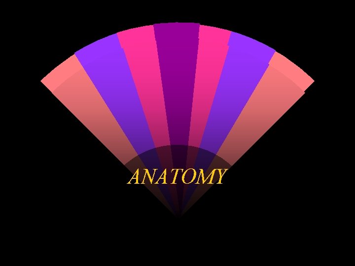 ANATOMY 