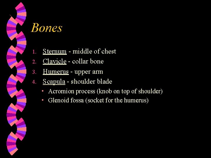 Bones Sternum - middle of chest 2. Clavicle - collar bone 3. Humerus -