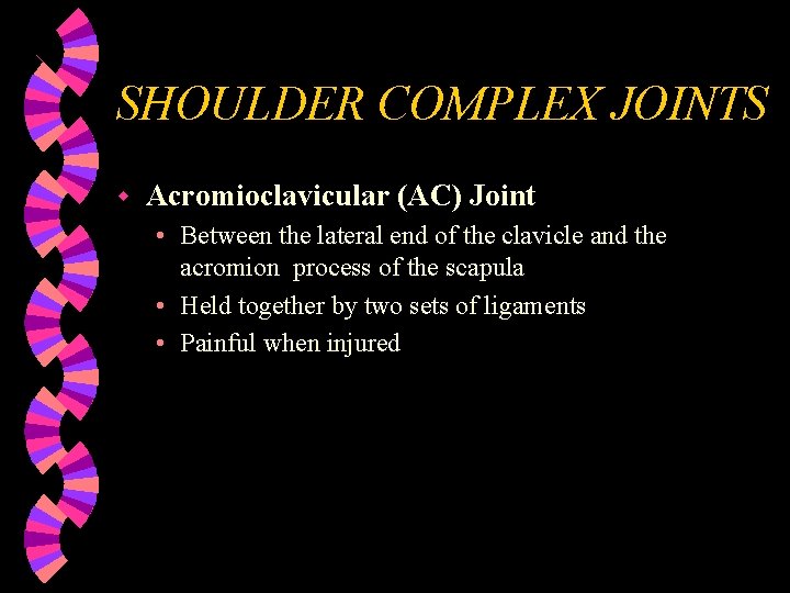 SHOULDER COMPLEX JOINTS w Acromioclavicular (AC) Joint • Between the lateral end of the