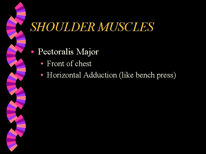 SHOULDER MUSCLES w Pectoralis Major • Front of chest • Horizontal Adduction (like bench