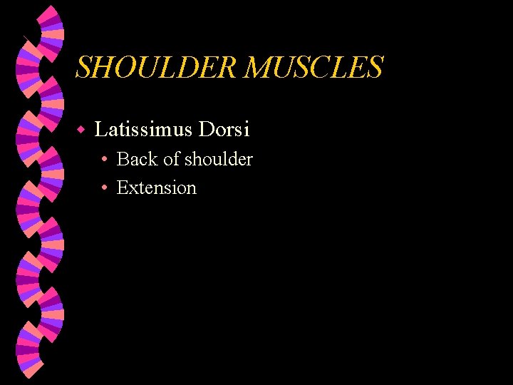 SHOULDER MUSCLES w Latissimus Dorsi • Back of shoulder • Extension 