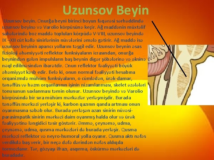 Uzunsov Beyin Uzunsov beyin. Onurğa beyni birinci boyun fəqərəsi sərhəddində uzunsov beyinə və Varolio