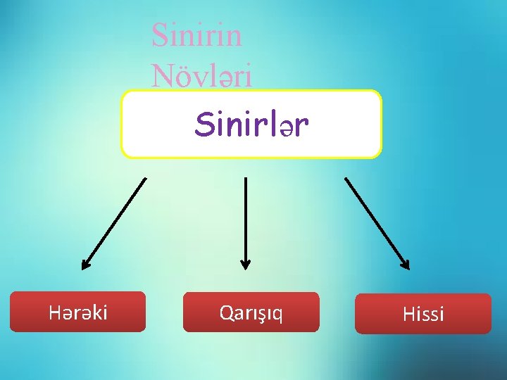 Sinirin Növləri Sinirlər Hərəki Qarışıq Hissi 