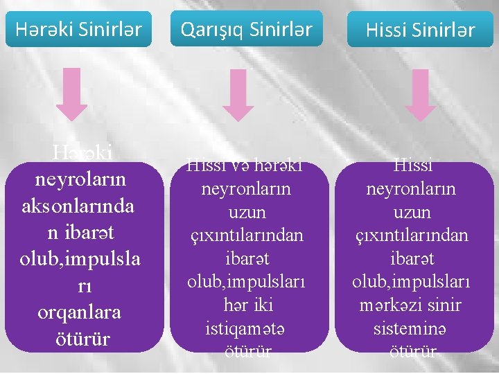 Hərəki Sinirlər Hərəki neyroların aksonlarında n ibarət olub, impulsla rı orqanlara ötürür Qarışıq Sinirlər